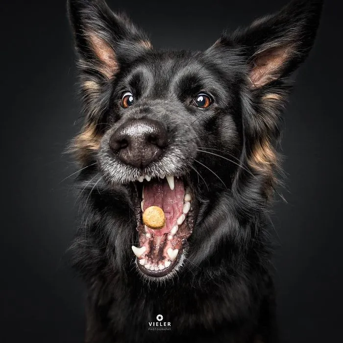 Divertidas expresiones de perros intentando atrapar comida al vuelo (Nuevas imágenes)