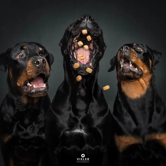 Divertidas expresiones de perros intentando atrapar comida al vuelo (Nuevas imágenes)
