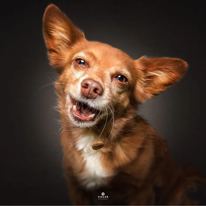 Hilarious Expressions Of Dogs Trying To Catch Treats In Mid-Air