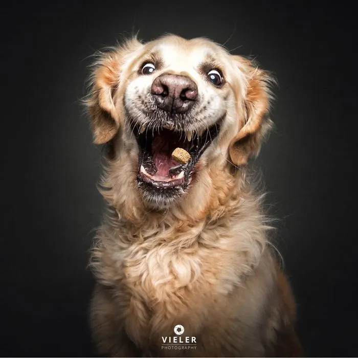 Divertidas expresiones de perros intentando atrapar comida al vuelo (Nuevas imágenes)