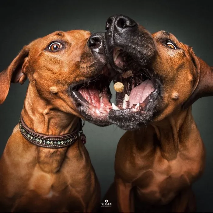 Divertidas expresiones de perros intentando atrapar comida al vuelo (Nuevas imágenes)
