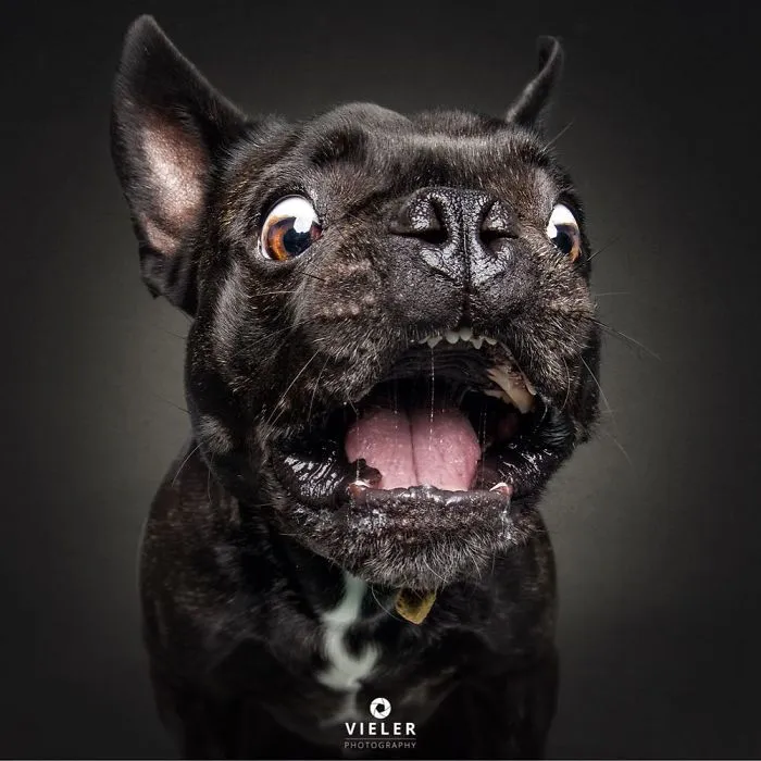 Hilarious Expressions Of Dogs Trying To Catch Treats In Mid-Air
