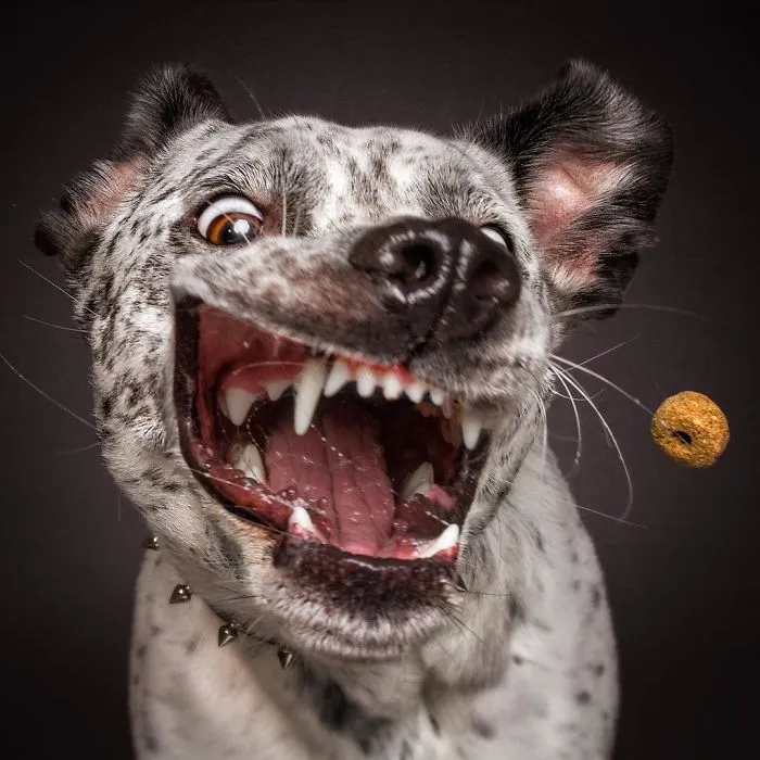 Divertidas expresiones de perros intentando atrapar comida al vuelo (Nuevas imágenes)