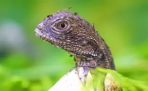 Last Year In November, We Found Eastern Water Dragon Eggs Laid In One Of Our Flower Pots And We Took Good Care Of Them