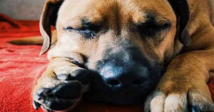 The Black Mouth Cur, A Sweet Dog That Was Lost In History