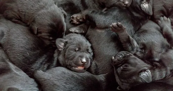 Our Family Adopted A Young Labrador And She Surprised Us With 12 Puppies