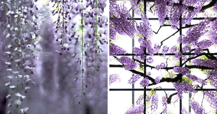 I Photographed The Cool Wisteria