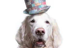 I Upcycle Paper Into Cute Hats For Dogs