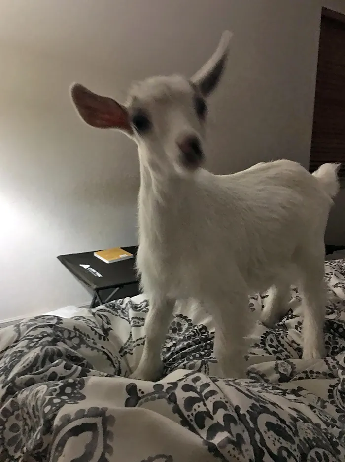 Mi marido vino a despertarme amenazándome con traer a las cabras