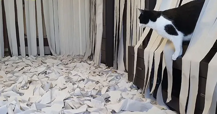Se vuelve viral un vídeo de un gato volviéndose loco en una habitación llena de papel higiénico