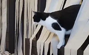 Video Of Cat Going Crazy In A Room Full Of Toilet Paper Goes Viral