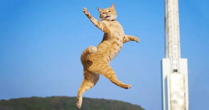 30 Of The Funniest Dancing Cat Pics