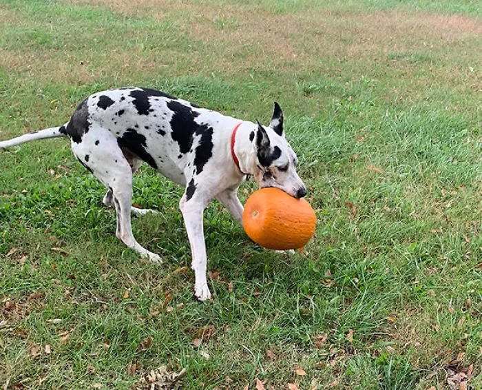 ¿Tu Perro Puede Atrapar Una Pelota? Es Una Monada
