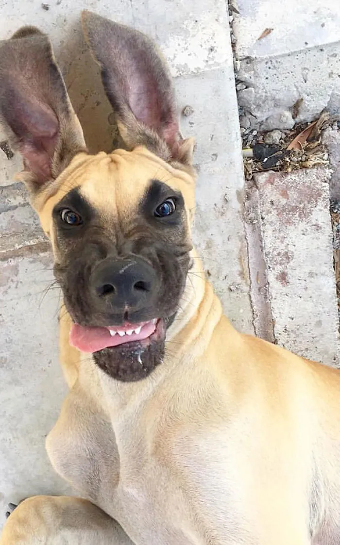 My Aunt's Goofy Great Dane, Louis