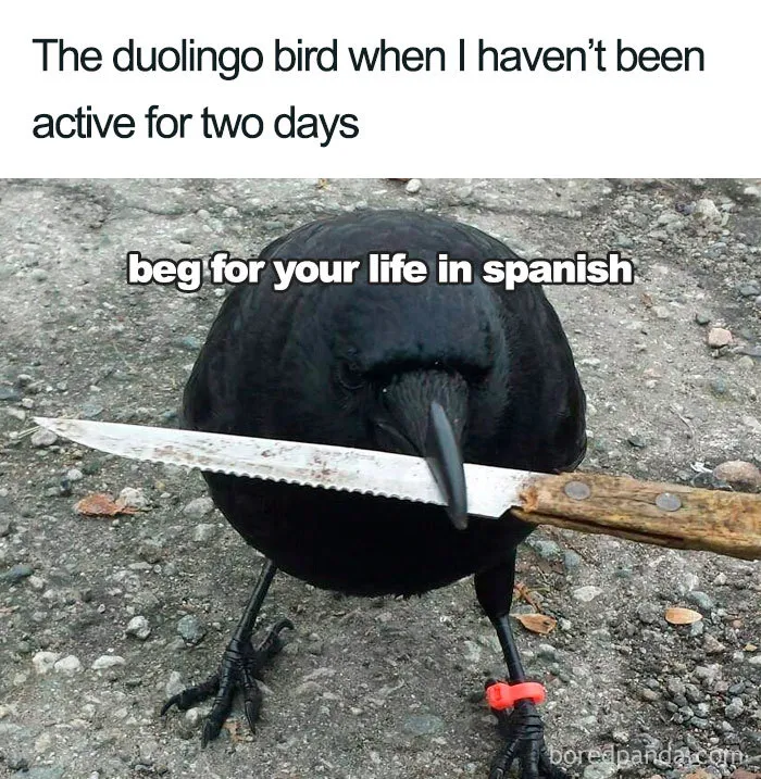 Duolingo meme: Black crow with knife, text reads "beg for your life in Spanish."