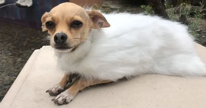 Turn Your Pet Into A Game Of Thrones Character With These GoT Themed Pet Cloaks
