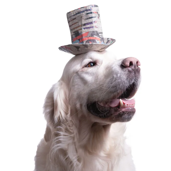 I Upcycle Paper Into Cute Hats For Dogs