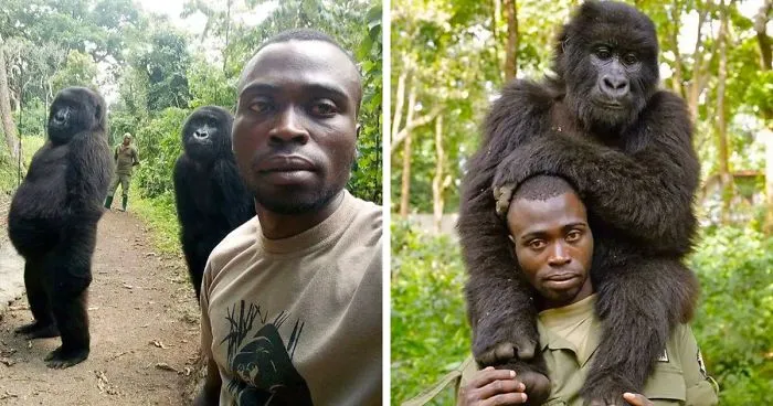 Gorillas Pose For Selfies With Anti-Poaching Rangers In Congo
