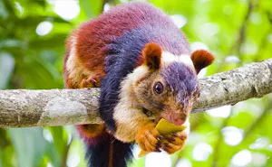 There Are Multi-Colored Giant Squirrels Living In India And People Seem To Have Just Found Out About This (17 Pics)
