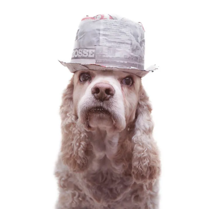 I Upcycle Paper Into Cute Hats For Dogs
