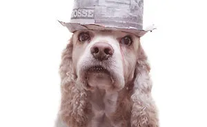 I Upcycle Paper Into Cute Hats For Dogs