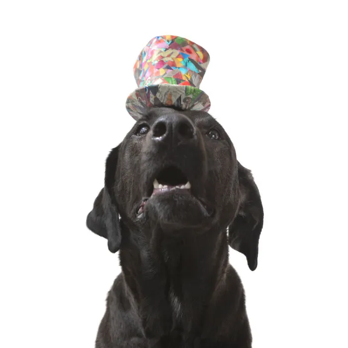 I Upcycle Paper Into Cute Hats For Dogs