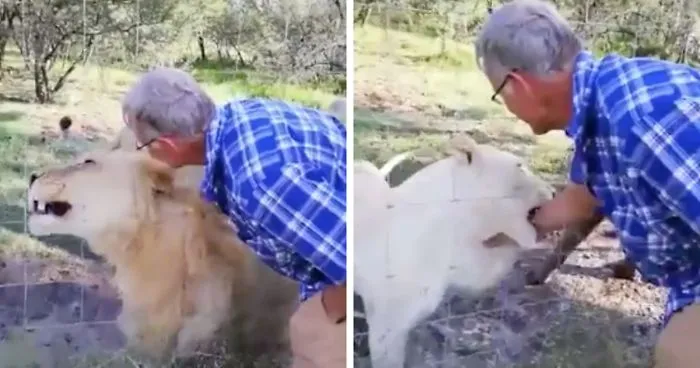 Man Thinks He's Special Enough To Pet A Lion, Ends Up With A Severe Injury
