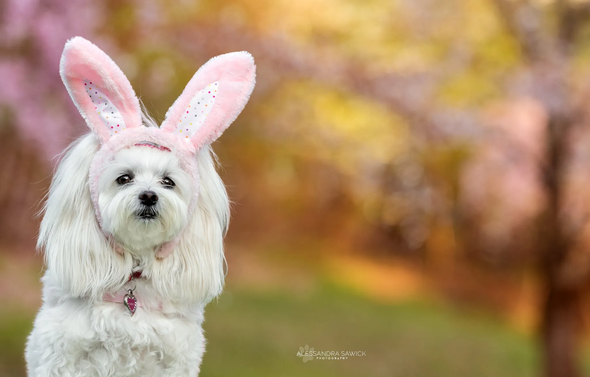 Easter Bunny (Dogs)