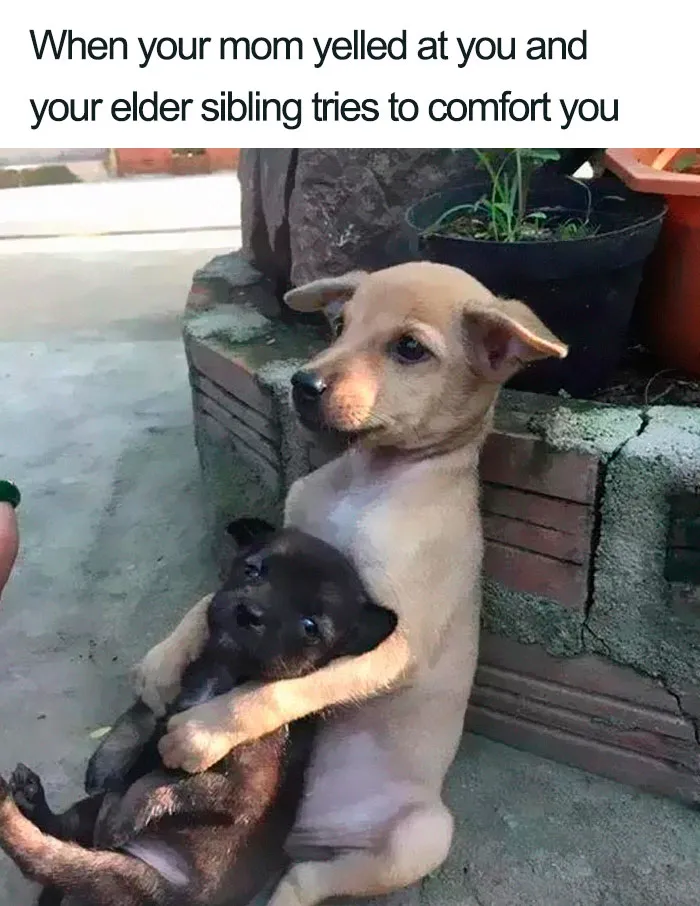 30 Of The Best Sibling Memes Ever
