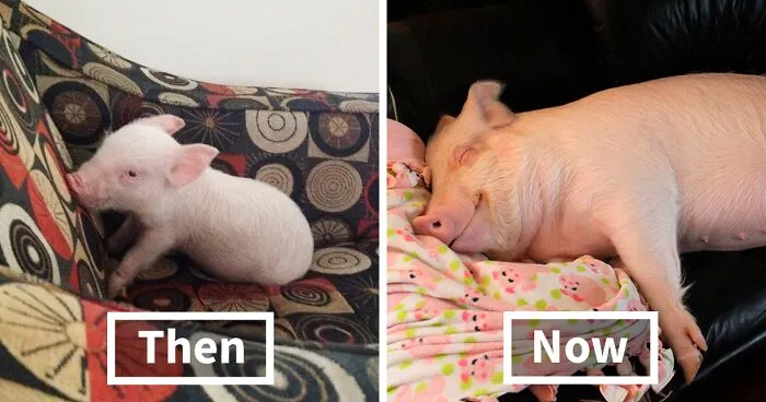 Couple Thinks They Adopted A Mini-Pig, Keeps Her As A Pet Even After It Grows To Be 650 Lbs