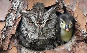 Duckling Gets Raised By An Owl And The Photos Are Adorable
