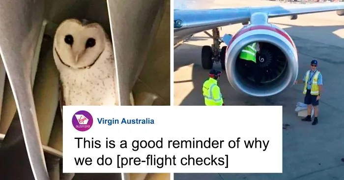 During Pre-Flight Check, Engineers Discover An Owl Taking A Nap In The Plane's Engine
