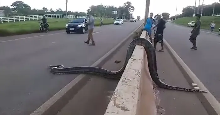 Bystanders In Brazil Teamed Up To Help A Giant Anaconda Cross The Road