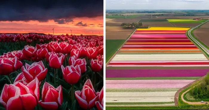I Capture The Captivating Tulip Fields Of My Beautiful Country