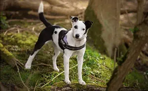 I Photograph Shelter Dogs Out Of Their Kennels To Help Potential Adopters Imagine Them In An Everyday Scenario (19 Pics)