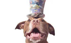 I Upcycle Paper Into Cute Hats For Dogs