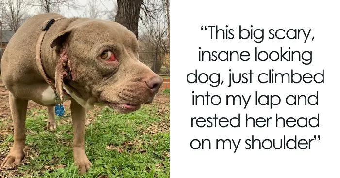 I Adopted A Stray Dog With 2 Mouths, One Where The Ear Should Be