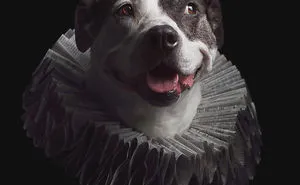 I Upcycle Paper Into Cute Hats For Dogs
