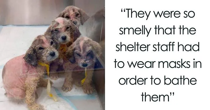 A Man Found Six Abandoned Hairless Puppies And No One Could Tell They're Great Pyrenees