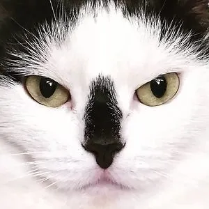 YANA777