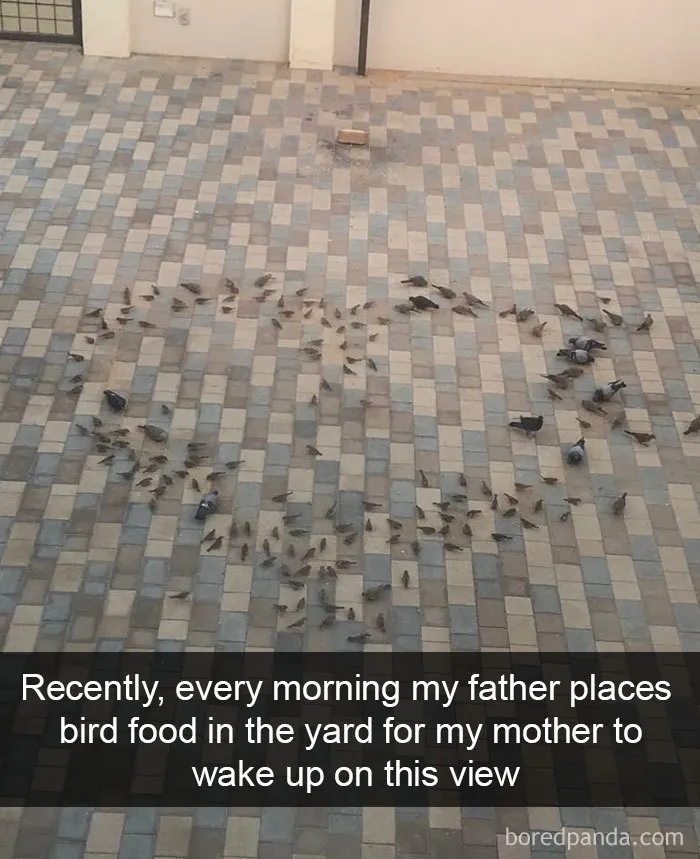 50 Times Birds Were So Funny, People Just Had To Snapchat Them