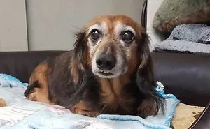 30 Wholesome Pics Of Senior Good Boys