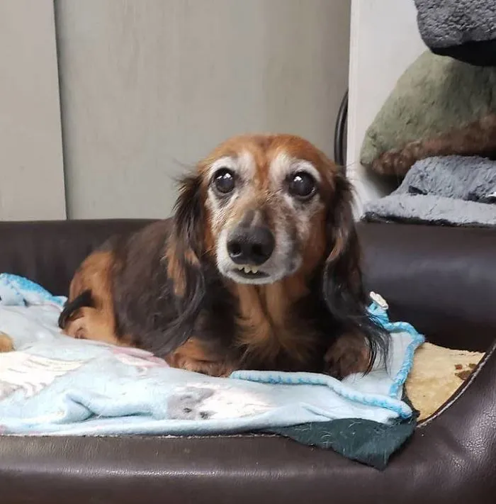 Maxwell - Being Adorable Is What He's Best At