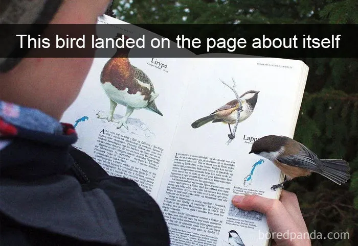 50 Times Birds Were So Funny, People Just Had To Snapchat Them