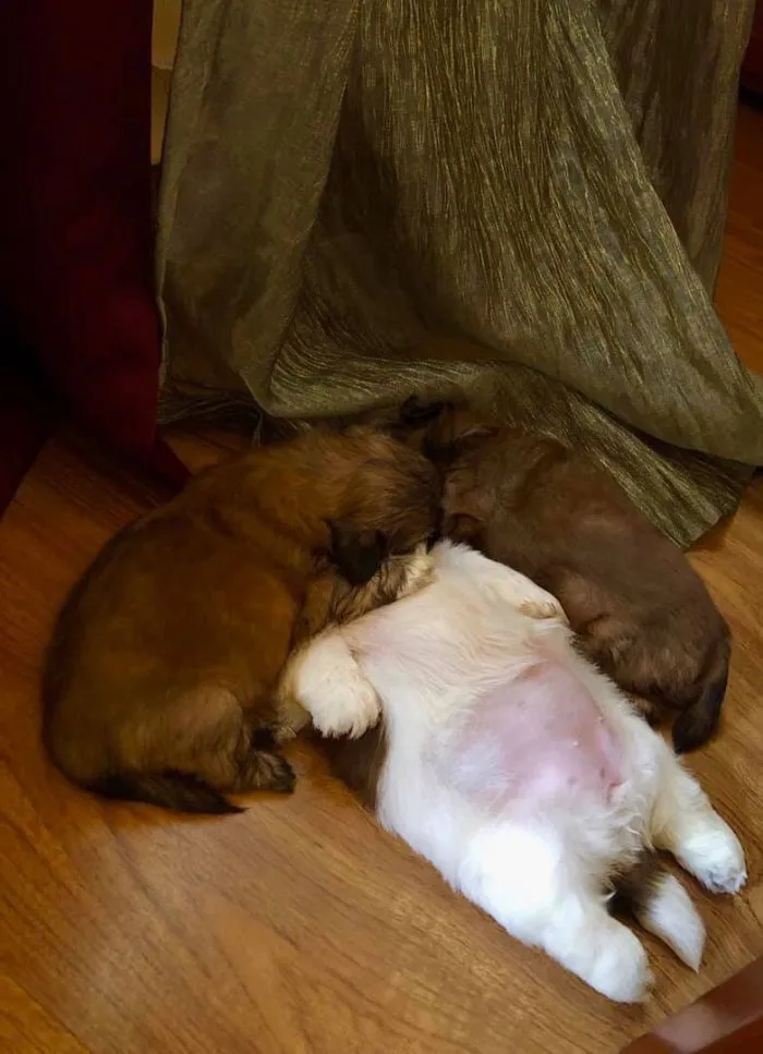 This Puppy Sleeps Like As If It Was 'Turned Off' And It Looks Ridiculously Cute (30 Pics)