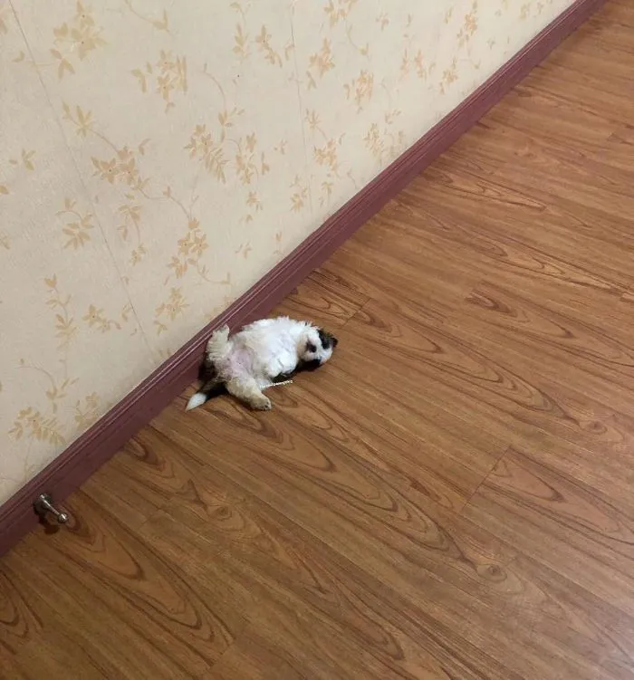 Este cachorro duerme como si se hubiera "apagado", y es ridículamente adorable (30 fotos)
