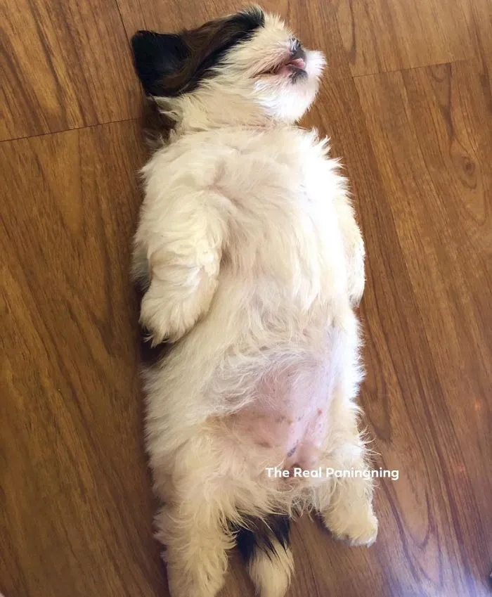 This Puppy Sleeps Like As If It Was 'Turned Off' And It Looks Ridiculously Cute (30 Pics)