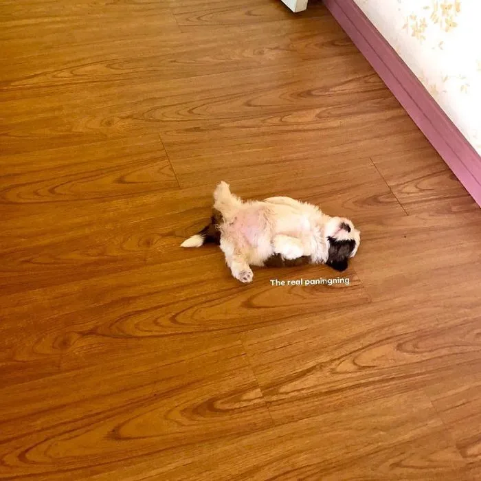 This Puppy Sleeps Like As If It Was 'Turned Off' And It Looks Ridiculously Cute (30 Pics)