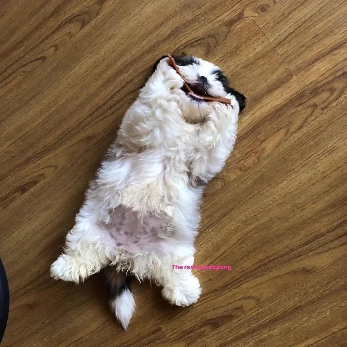 This Puppy Sleeps Like As If It Was 'Turned Off' And It Looks Ridiculously Cute (30 Pics)