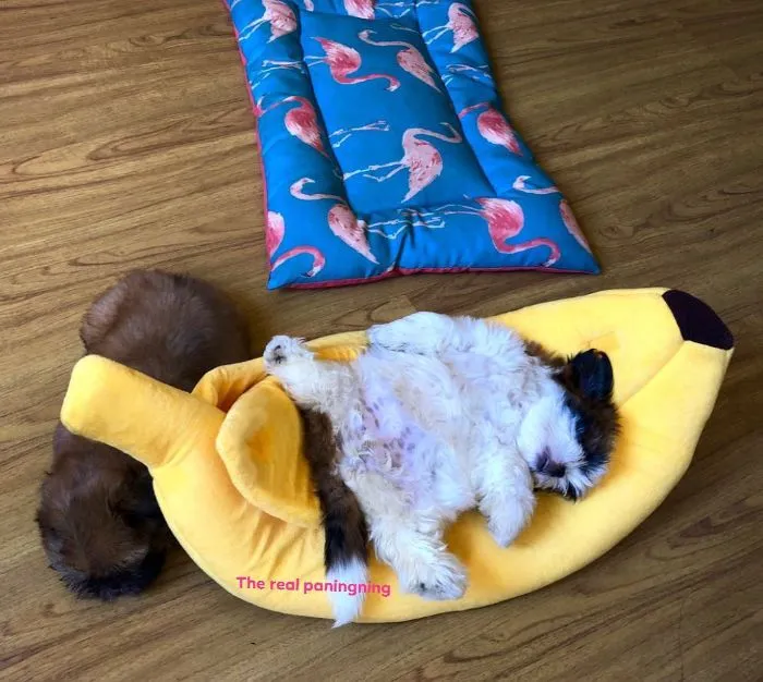 This Puppy Sleeps Like As If It Was 'Turned Off' And It Looks Ridiculously Cute (30 Pics)